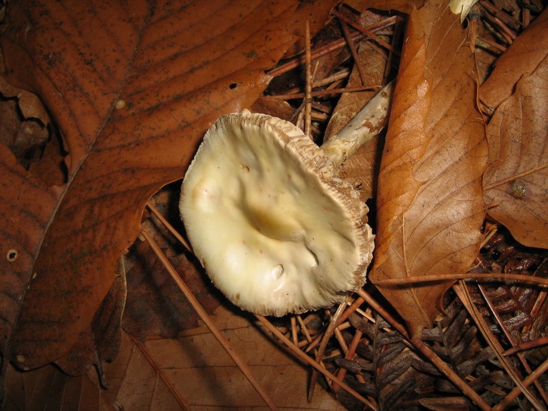 Funghi dalla Castellina
